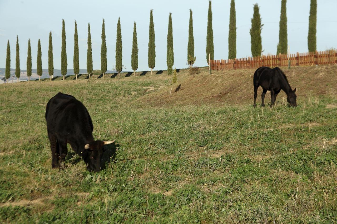 La Tana Del Bianconiglio Villa Castiglione dʼOrcia Екстериор снимка